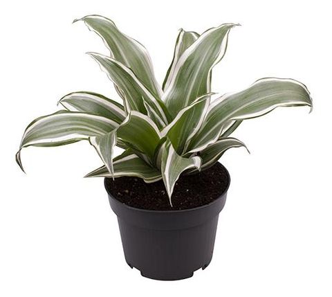 Dracaena fragrans 'White Jewel'