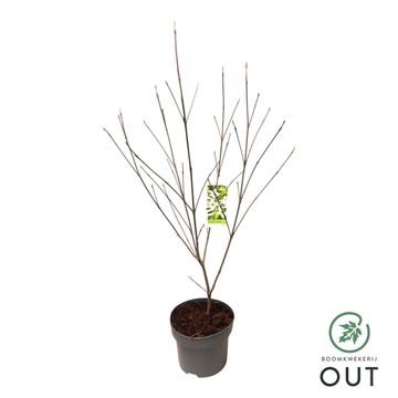 Cornus kousa 'Milky Way'