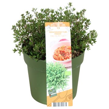 Thymus vulgaris 'Fredo'