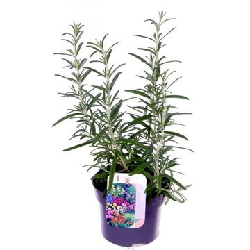 Rosmarinus officinalis