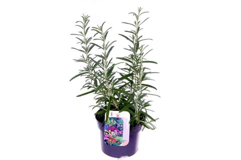 Rosmarinus officinalis