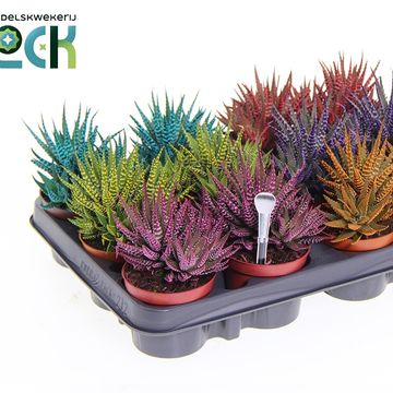 Haworthia fasciata MIX