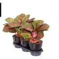 Aglaonema 'Red Surprise'