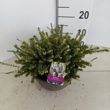 Erica x darleyensis 'White Perfection'