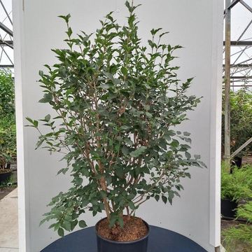 Syringa patula 'Miss Kim'