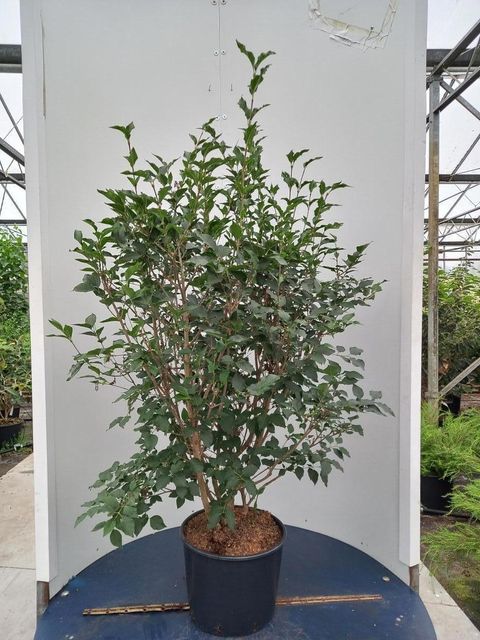 Syringa patula 'Miss Kim'