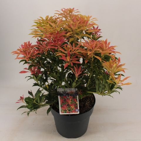 Pieris 'Forest Flame' (Snepvangers Tuinplanten)