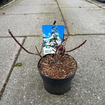 Hydrangea paniculata 'Wim's Red'