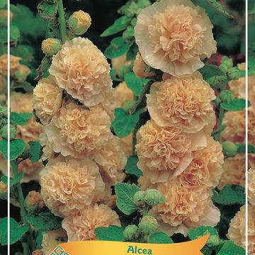 Alcea rosea 'Chater's Double Apricot'