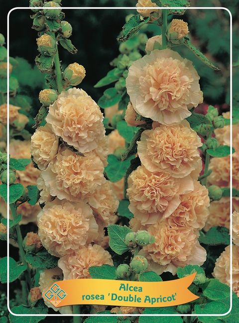 Alcea rosea 'Chater's Double Apricot'