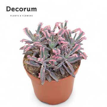 Kalanchoe daigremontiana 'Pink Butterflies'