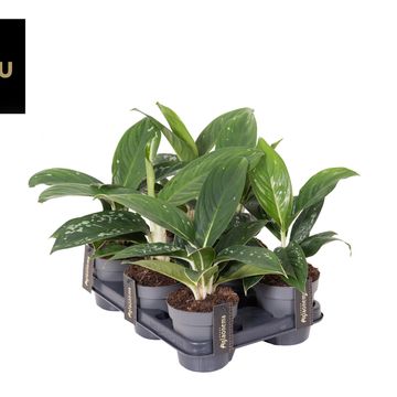 Aglaonema 'Silver Freckles'