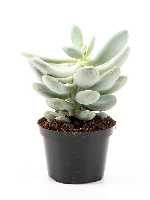 Pachyphytum oviferum