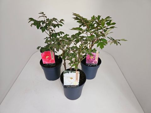 Paeonia suffruticosa MIX