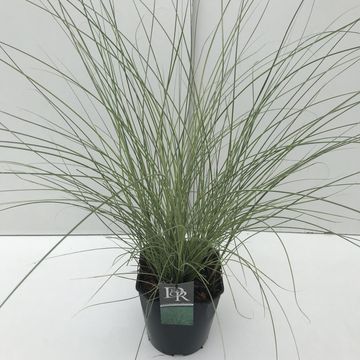 Miscanthus sinensis 'Морнинг Лайт'