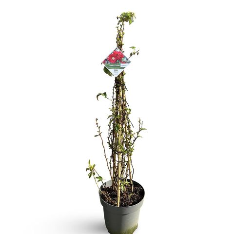 Хеномелес speciosa 'Scarlet Storm'