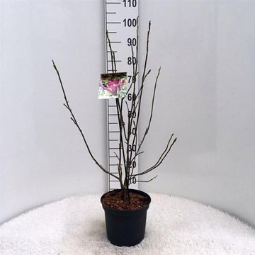Magnolia liliiflora 'Nigra'