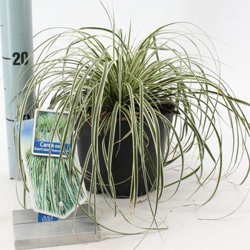 Carex oshimensis EVERCOLOR EVERCREAM