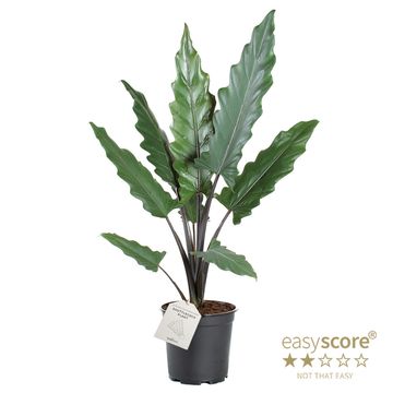 Alocasia lauterbachiana