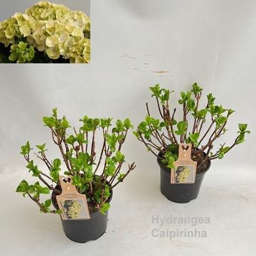 Hydrangea macrophylla CAIPIRINHA