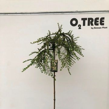 Cotoneaster apiculatus 'Blackburn'