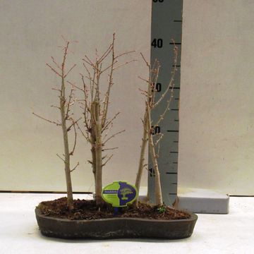 Pseudolarix amabilis