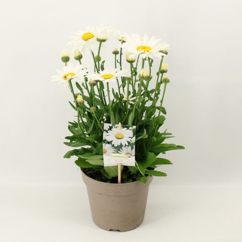 Leucanthemum x superbum 'Snow Lady'