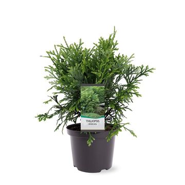 Thujopsis dolabrata