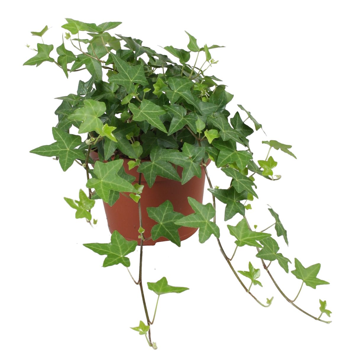 Hedera helix — Plant Wholesale FlorAccess