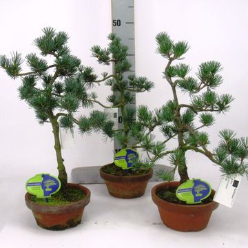 Pinus parviflora pentaphylla