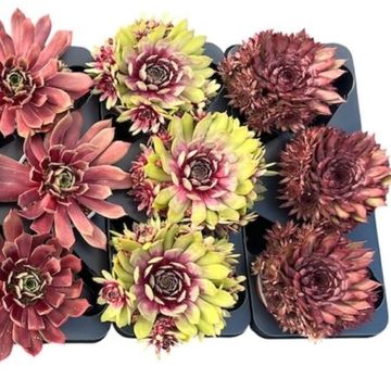 Sempervivum MIX