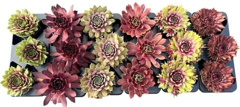 Sempervivum MIX