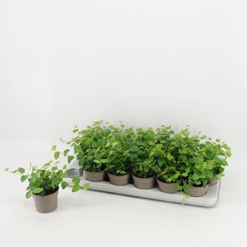 Ficus pumila 'Green Sunny'