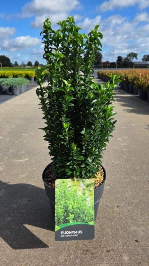 Euonymus japonicus 'Green Spire'