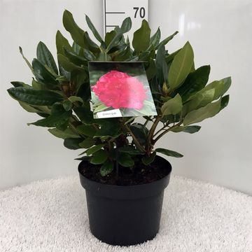 Rhododendron 'Пирсес Американ Бьюти'