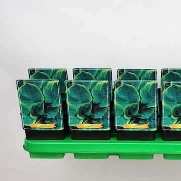 Hosta 'Yellow River'