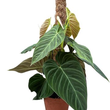 Филодендрон 'Splendid'