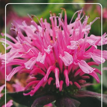 Monarda BALMY PINK