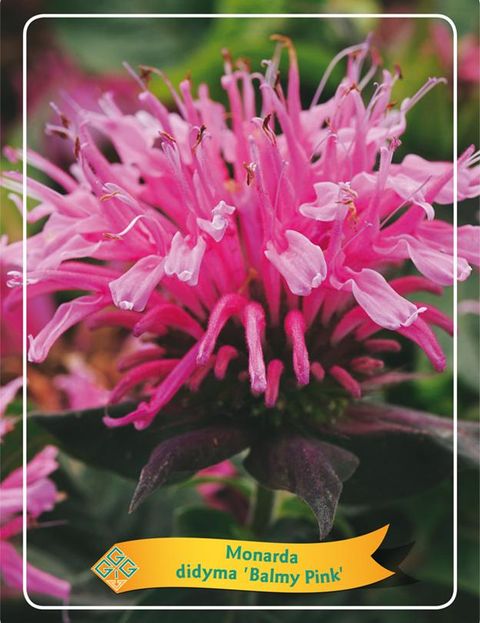 Monarda BALMY PINK