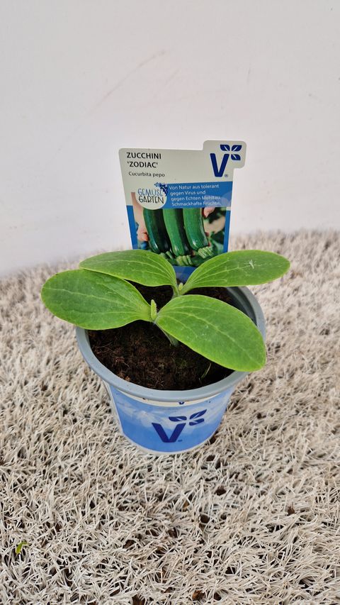 Cucurbita pepo 'Zodiac'