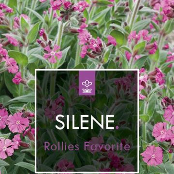 Silene 'Rollies Favorite'