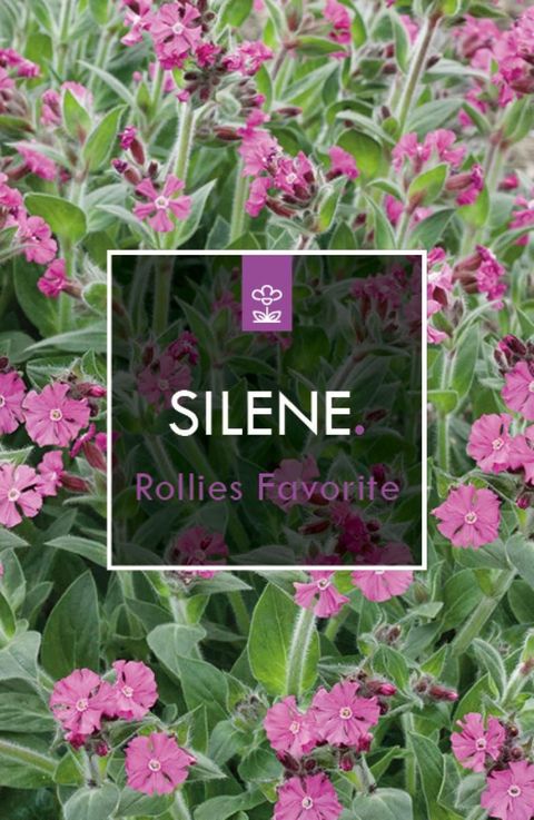 Silene 'Rollies Favorite'