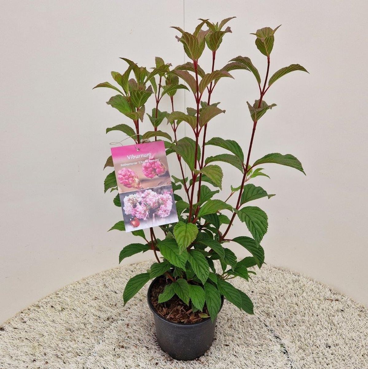Viburnum x bodnantense 'Charles Lamont'  Plant Wholesale FlorAccess