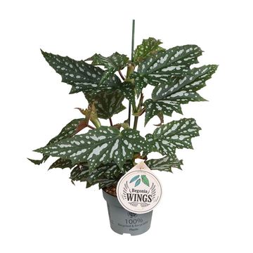 Begonia 'Sherwood Forest'