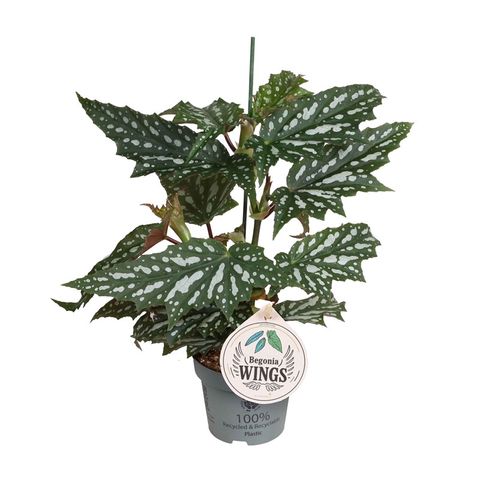 Begonia 'Sherwood Forest'