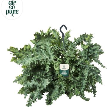 Phlebodium aureum DAVANA