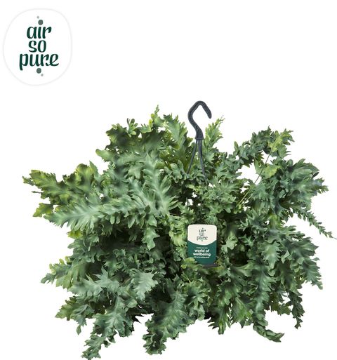 Phlebodium aureum DAVANA