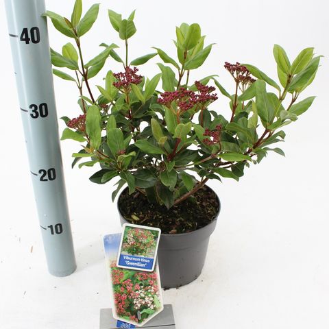 Viburnum tinus 'Gwenllian' (About Plants Zundert)