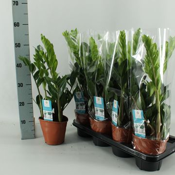 Zamioculcas zamiifolia