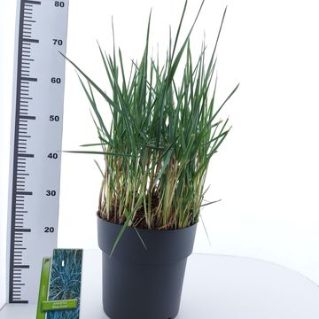 Leymus arenarius 'Blue Dune'